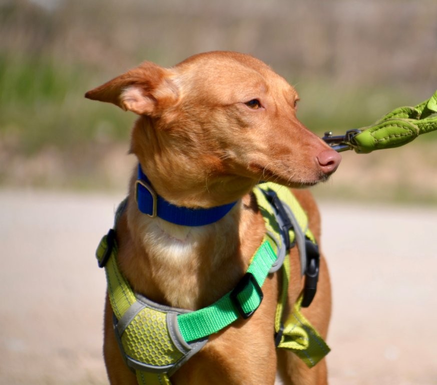 Photo de BELI, un lévrier en attente d adoption