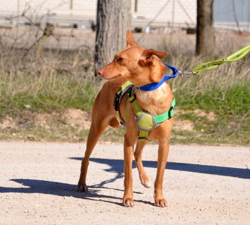 Photo de BELI, un lévrier en attente d adoption