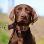 Photo de CARAMELO, un lévrier à adopté