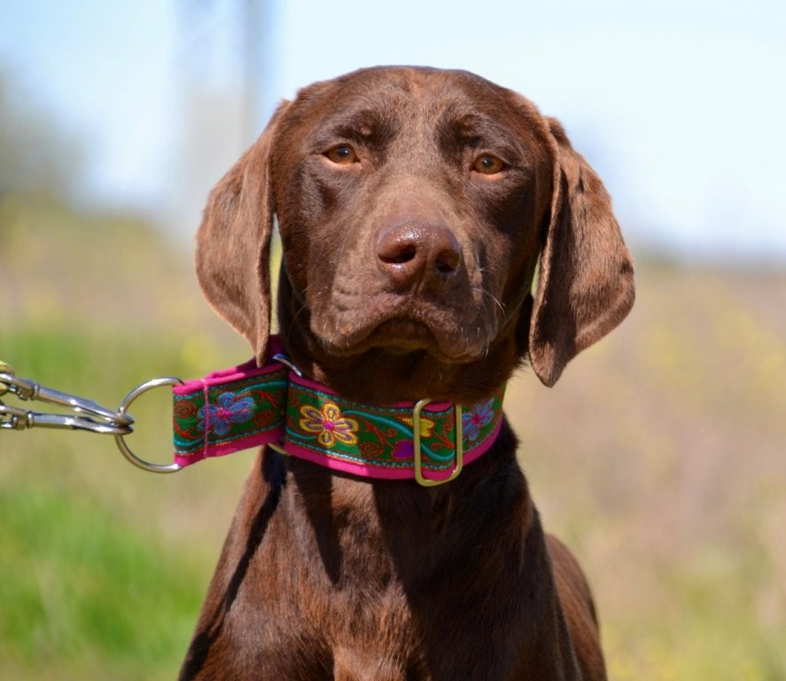 Photo de CARAMELO, un lévrier en attente d adoption