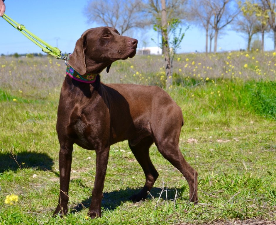 Photo de CARAMELO, un lévrier en attente d adoption
