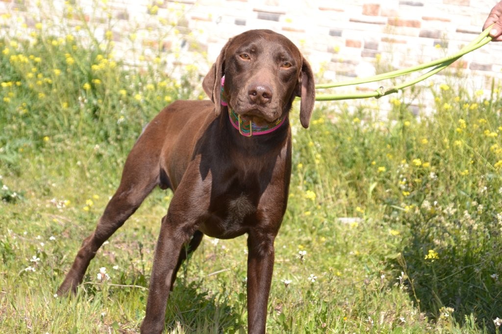 Photo de CARAMELO, un lévrier en attente d adoption
