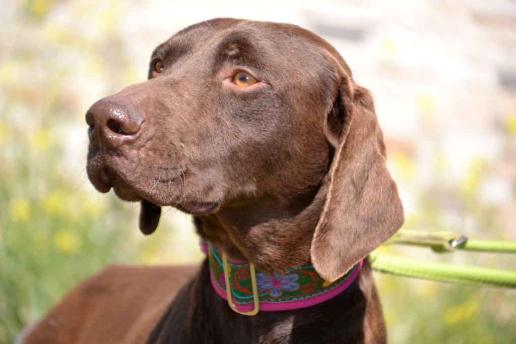 Photo de CARAMELO, un lévrier en attente d adoption