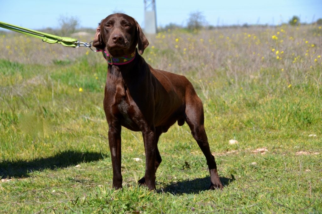 Photo de CARAMELO, un lévrier en attente d adoption
