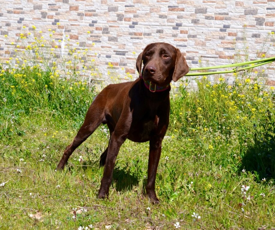 Photo de CARAMELO, un lévrier en attente d adoption