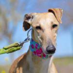 Photo de CIBELES, un lévrier à adopté