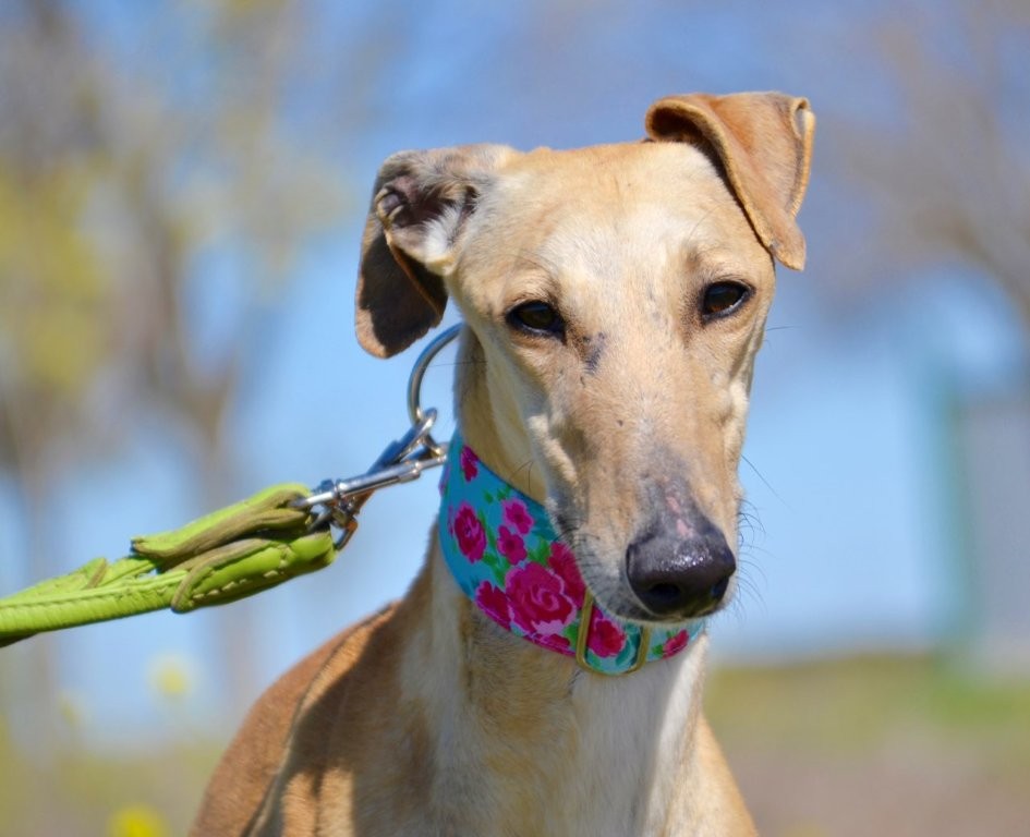 Photo de CIBELES, un lévrier en attente d adoption