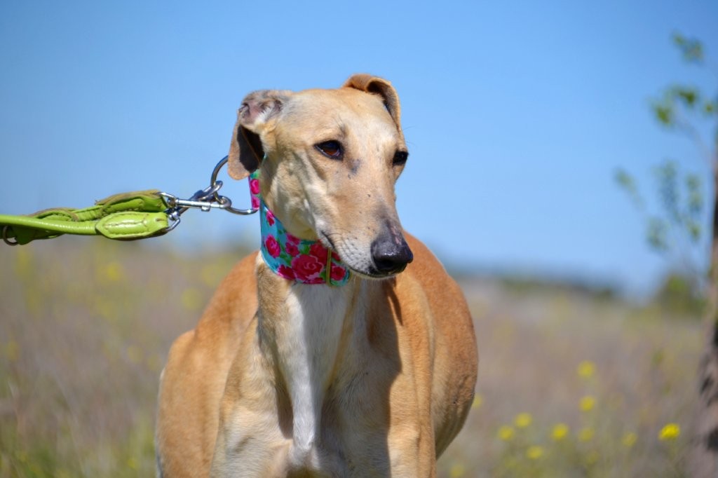 Photo de CIBELES, un lévrier en attente d adoption