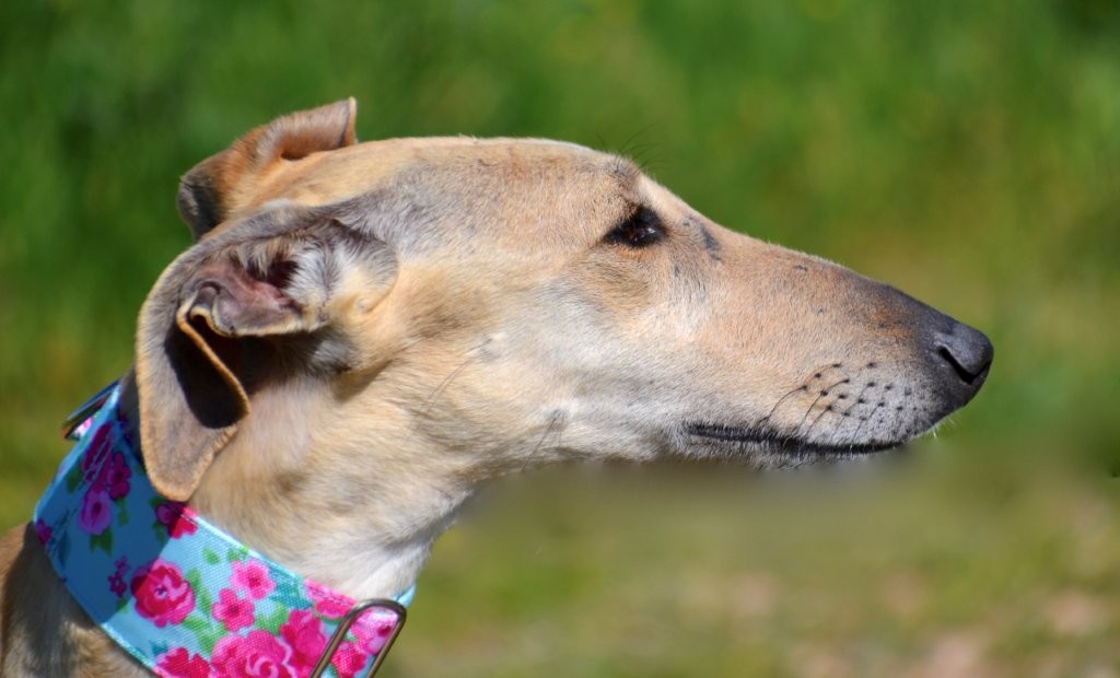 Photo de CIBELES, un lévrier en attente d adoption