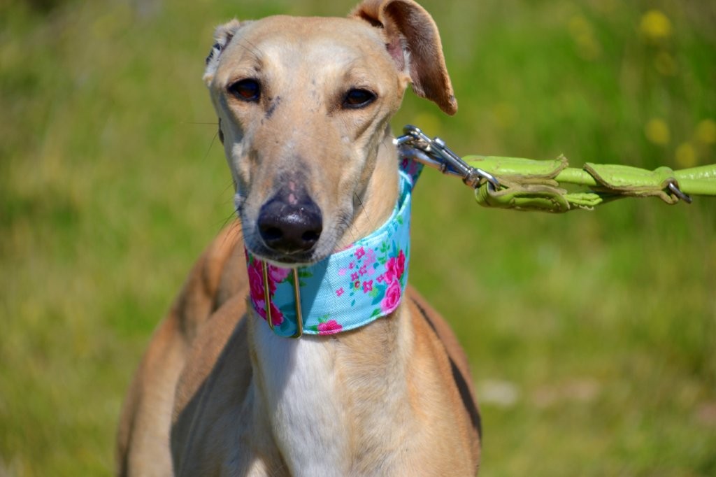 Photo de CIBELES, un lévrier en attente d adoption
