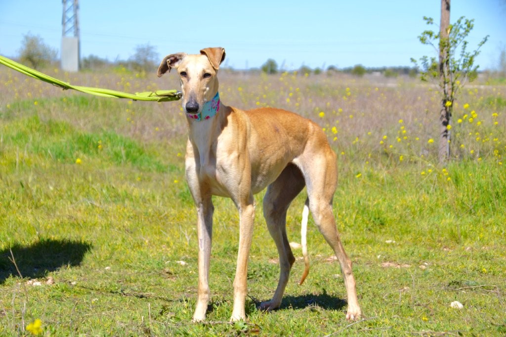 Photo de CIBELES, un lévrier en attente d adoption