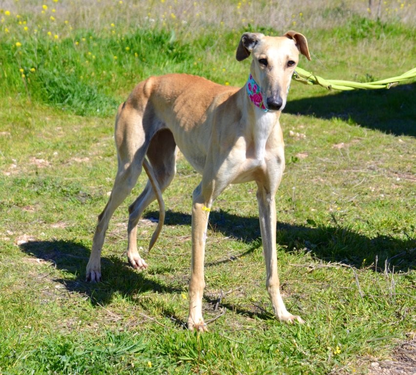 Photo de CIBELES, un lévrier en attente d adoption