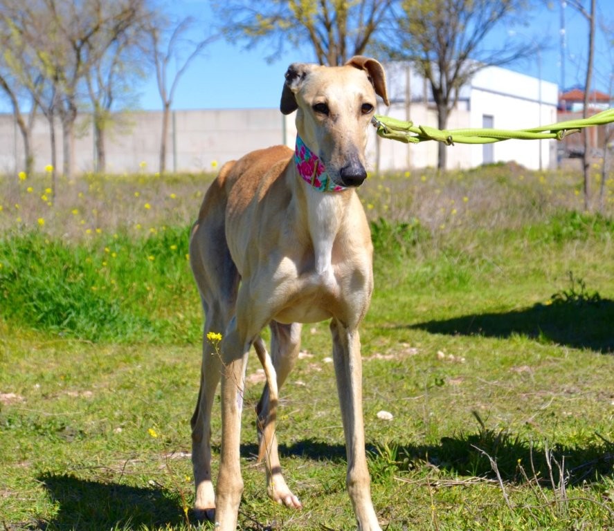 Photo de CIBELES, un lévrier en attente d adoption