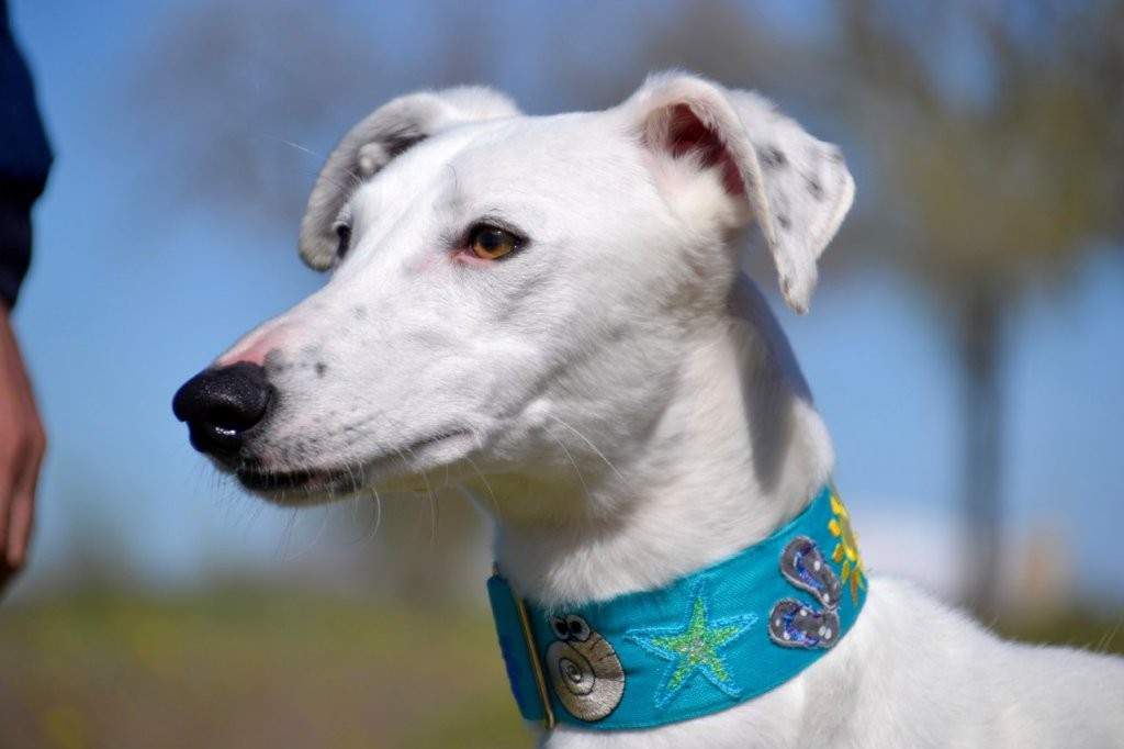 Photo de DIDI, un lévrier en attente d adoption