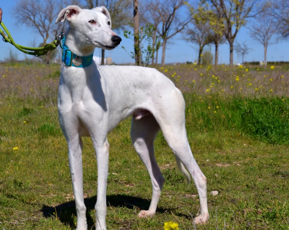 Photo de DIDI, un lévrier en attente d adoption