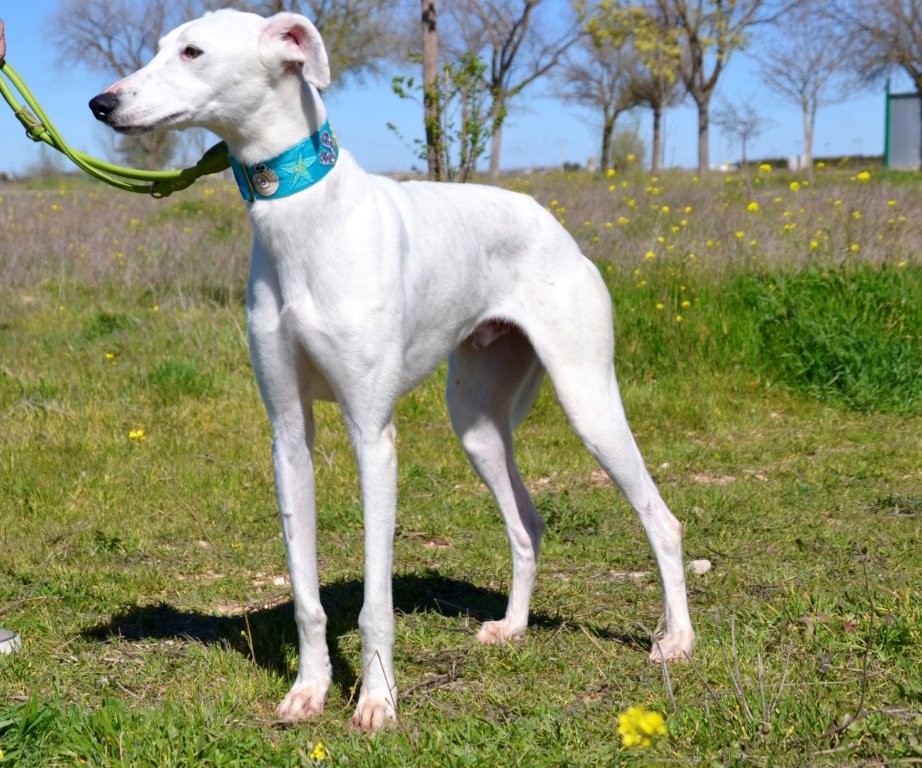 Photo de DIDI, un lévrier en attente d adoption