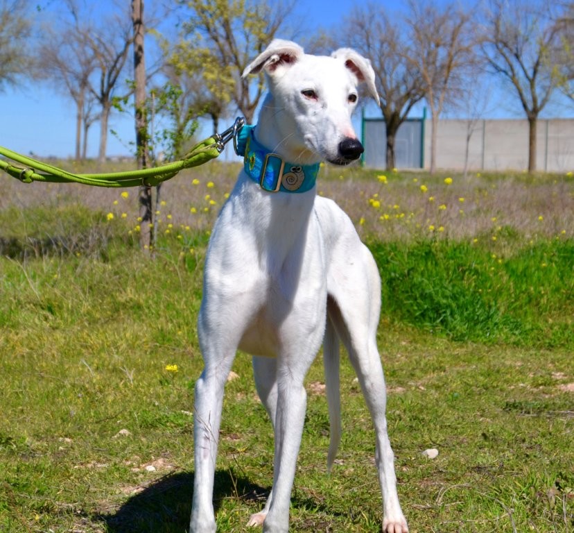 Photo de DIDI, un lévrier en attente d adoption