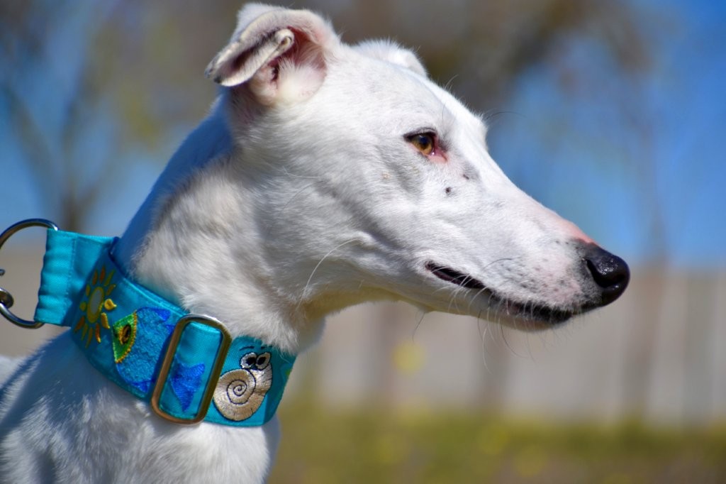 Photo de DIDI, un lévrier en attente d adoption