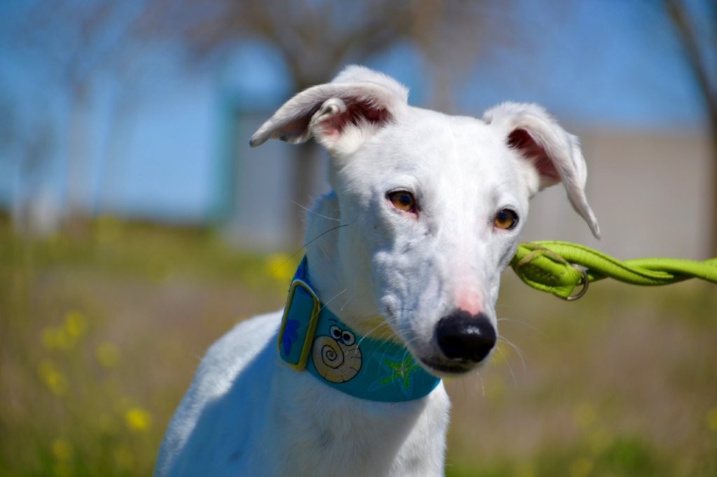 Photo de DIDI, un lévrier en attente d adoption