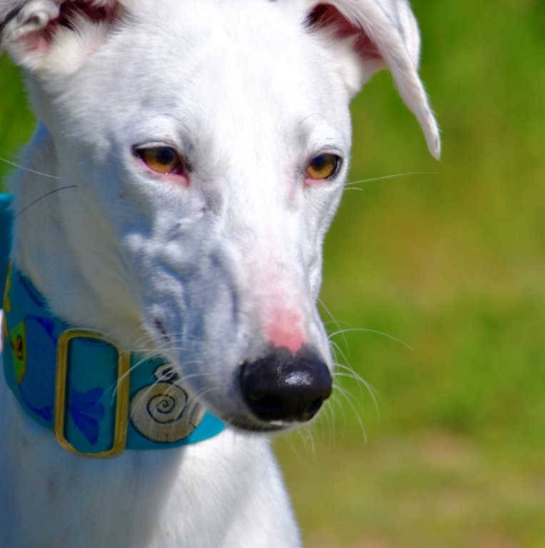 Photo de DIDI, un lévrier en attente d adoption