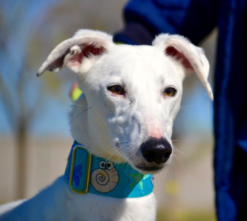 Photo de DIDI, un lévrier en attente d adoption