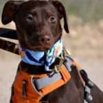 Photo de ELARA, un lévrier à adopté