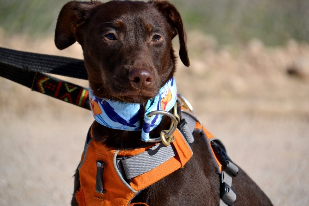 Photo de ELARA, un lévrier en attente d adoption