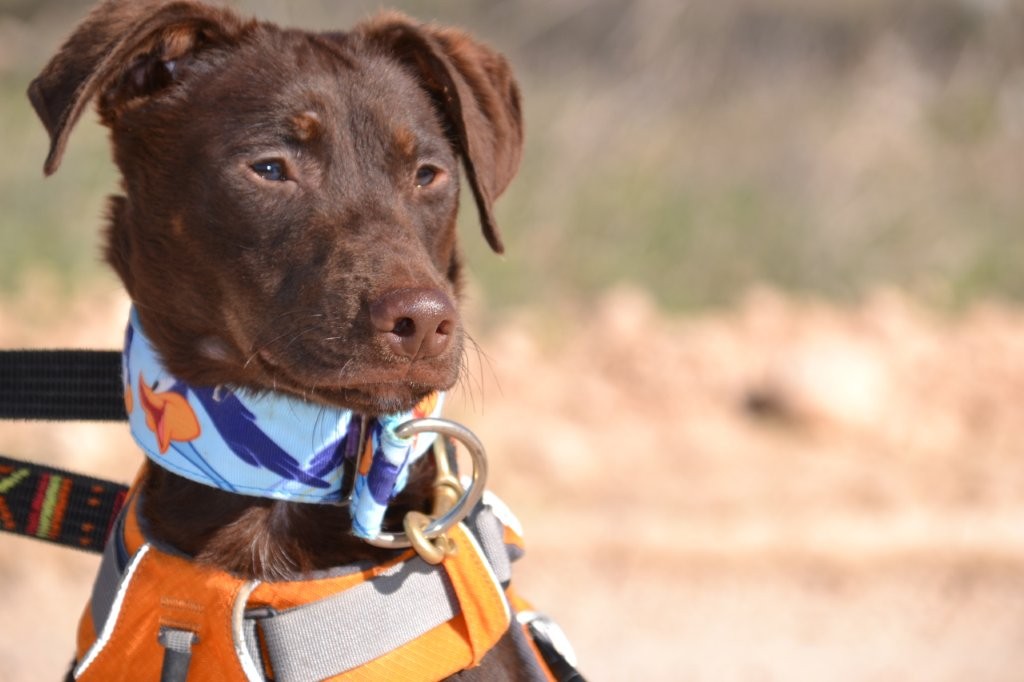 Photo de ELARA, un lévrier en attente d adoption