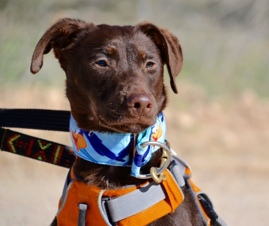 Photo de ELARA, un lévrier en attente d adoption