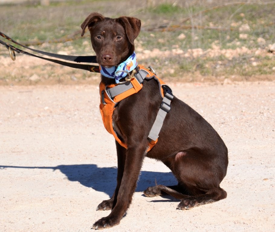 Photo de ELARA, un lévrier en attente d adoption