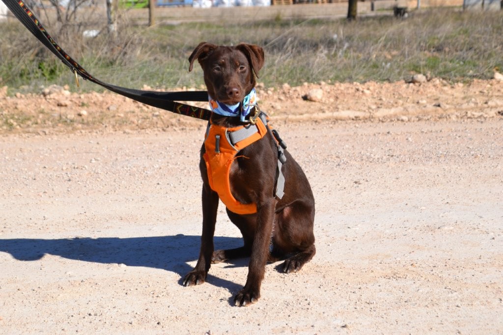 Photo de ELARA, un lévrier en attente d adoption