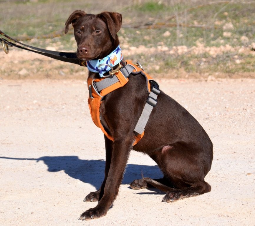 Photo de ELARA, un lévrier en attente d adoption
