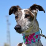 Photo de INDIA, un lévrier à adopté
