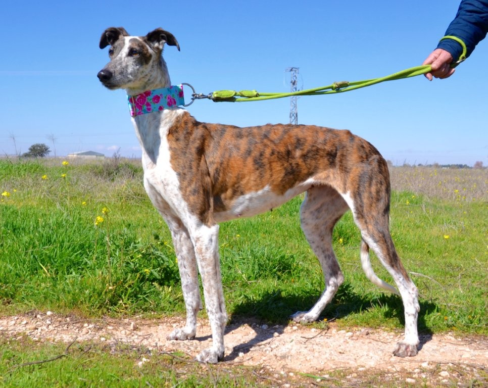 Photo de INDIA, un lévrier en attente d adoption