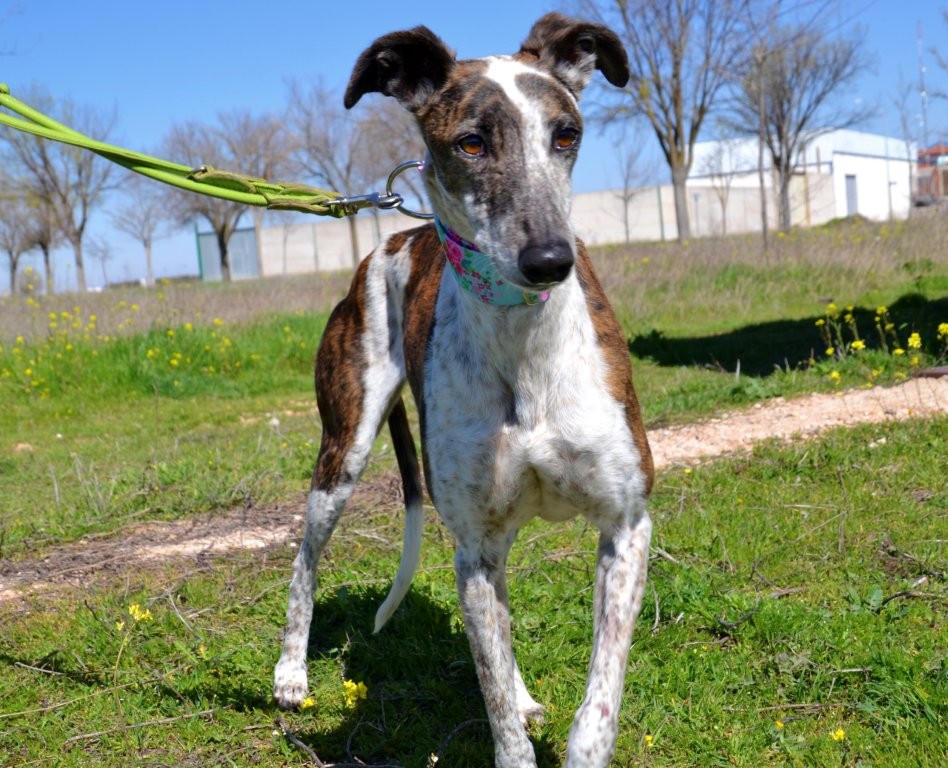 Photo de INDIA, un lévrier en attente d adoption