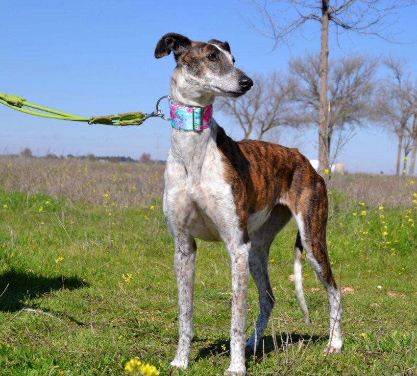 Photo de INDIA, un lévrier en attente d adoption