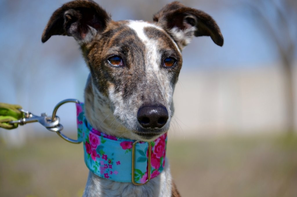 Photo de INDIA, un lévrier en attente d adoption