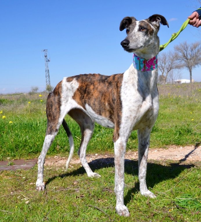 Photo de INDIA, un lévrier en attente d adoption
