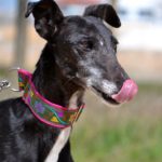 Photo de LUCIA, un lévrier à adopté