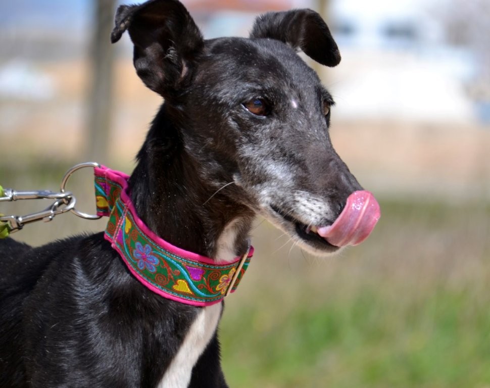 Photo de LUCIA, un lévrier en attente d adoption