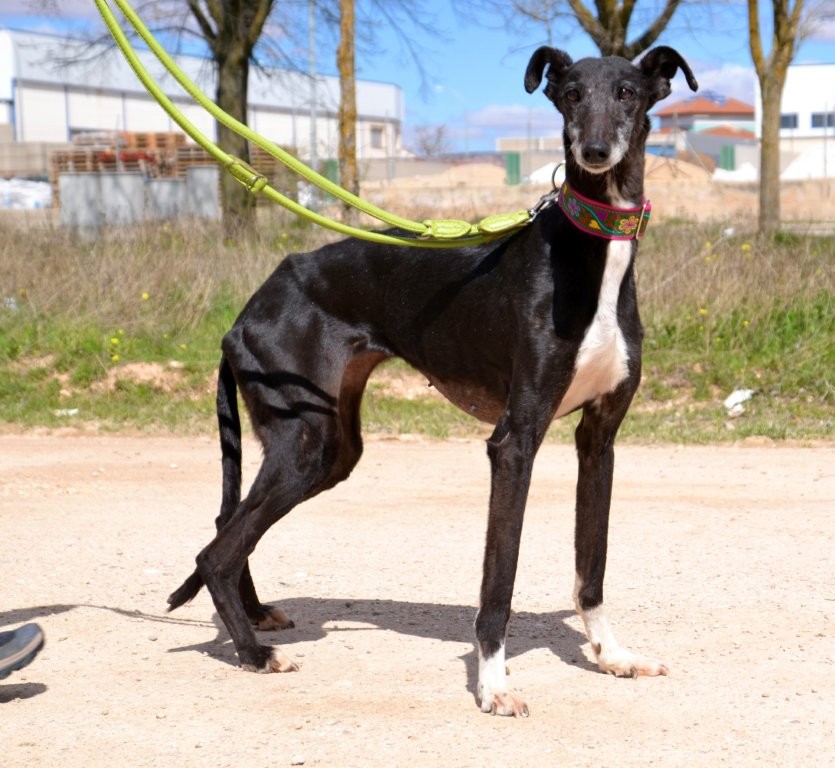 Photo de LUCIA, un lévrier en attente d adoption