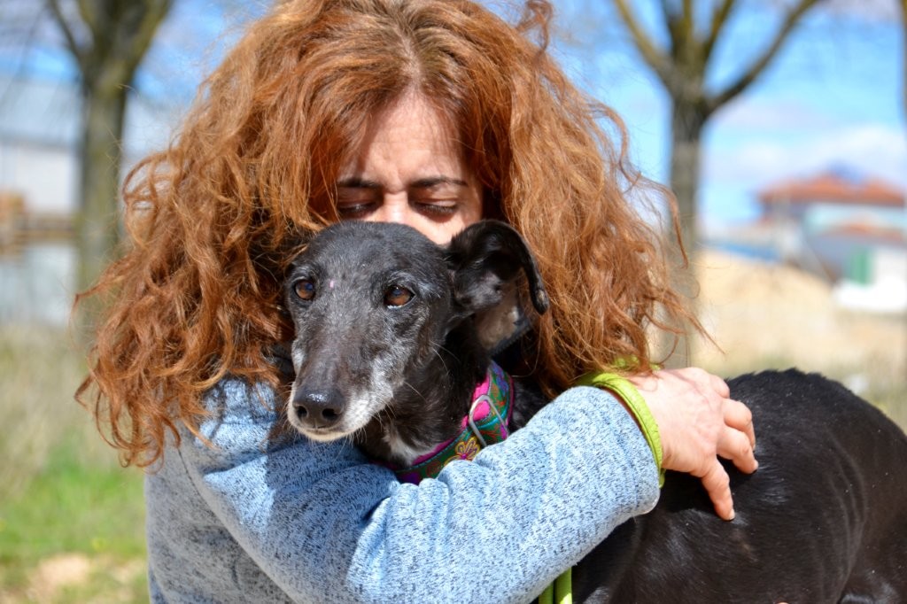 Photo de LUCIA, un lévrier en attente d adoption
