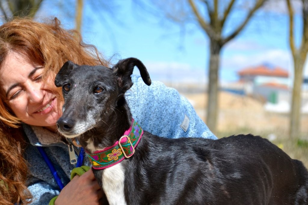Photo de LUCIA, un lévrier en attente d adoption