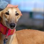 Photo de MALONI, un lévrier à adopté