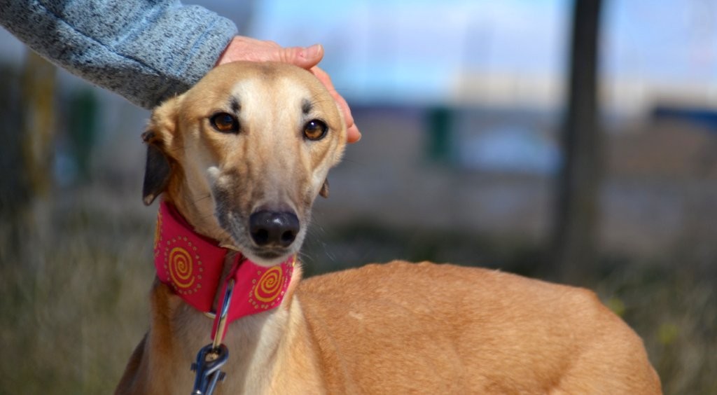 Photo de MALONI, un lévrier en attente d adoption