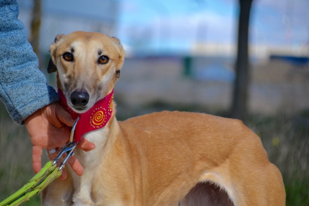 Photo de MALONI, un lévrier en attente d adoption
