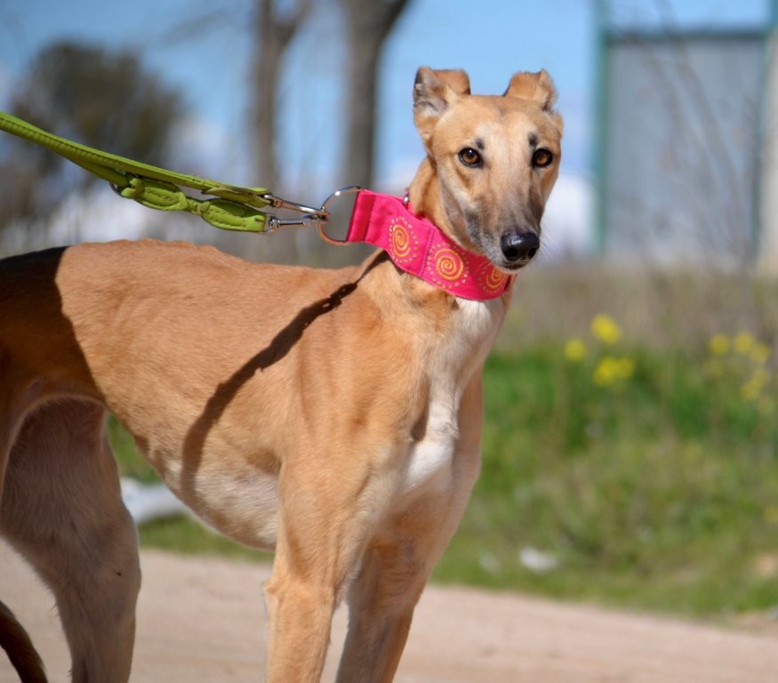 Photo de MALONI, un lévrier en attente d adoption