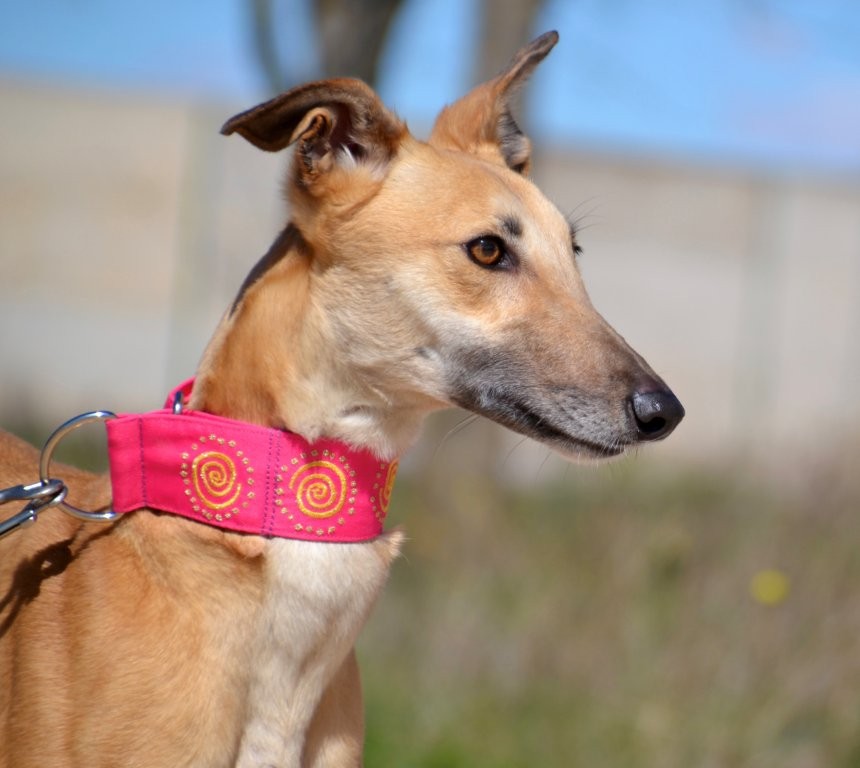 Photo de MALONI, un lévrier en attente d adoption