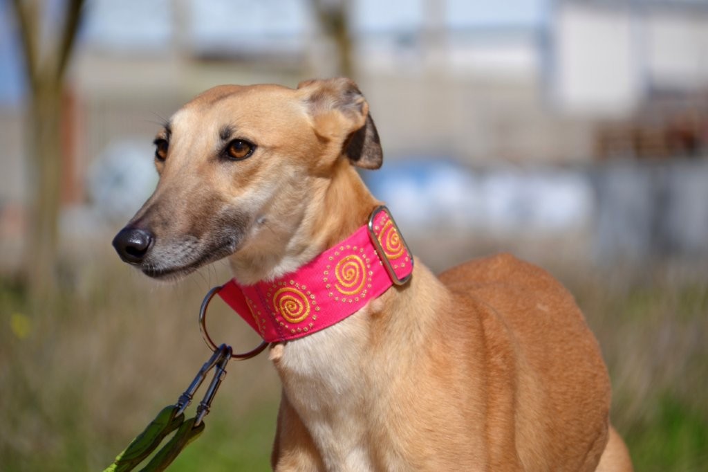 Photo de MALONI, un lévrier en attente d adoption