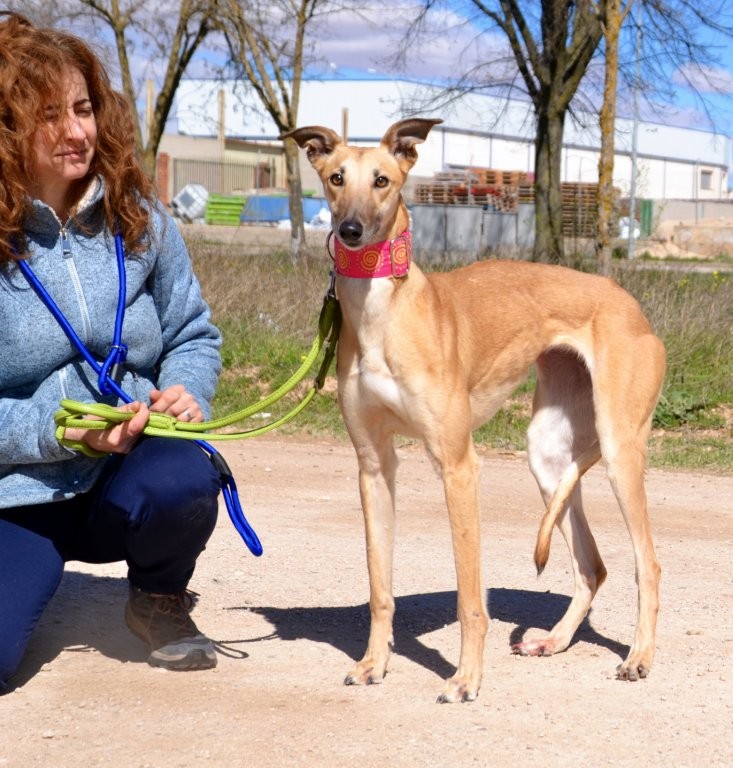 Photo de MALONI, un lévrier en attente d adoption